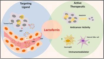  Lactoferrin: En Multifunktionell Biomaterial med Antibakteriella Egenskaper för Innovativa Medicinska Applikationer!