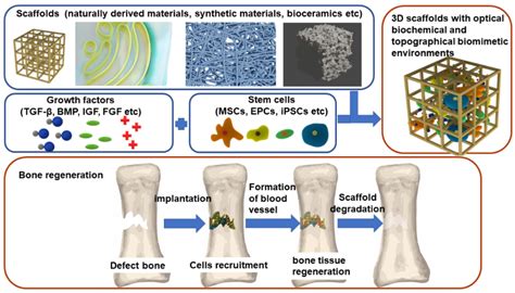  Silkolin – En revolutionerande biomaterial för vävnadssklivnig och benrekonstruktion!